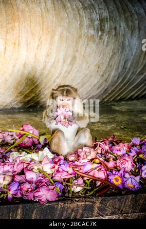 Singe dans la grotte des escarpements de temple et joue avec des pétales roses, Sri Lanka, Dambulla Banque D'Images