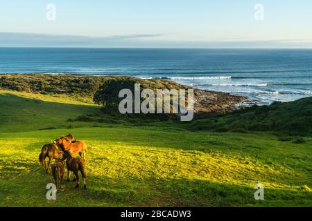 Espagne, côte nord, Cantabrie, Playa de Linera, chevaux de pâturage dans la lumière du matin Banque D'Images