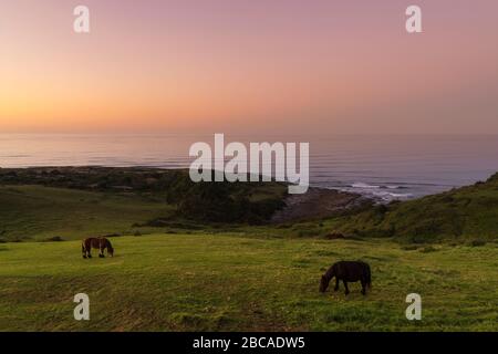 Espagne, côte nord, Cantabrie, Playa de Linera, chevaux de pâturage au crépuscule Banque D'Images