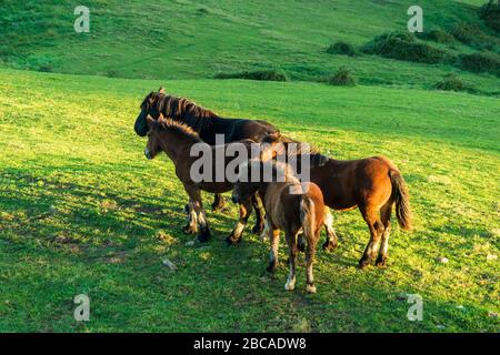 Espagne, côte nord, Cantabrie, Playa de Linera, chevaux de pâturage dans la lumière du matin Banque D'Images