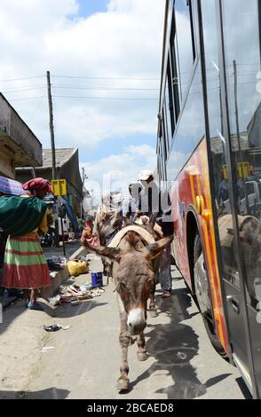 Un âne transportant des marchandises sur le marché de Mercato à Addis-Abeba, en Ethiopie. Banque D'Images