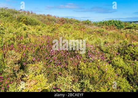 Espagne, côte nord, Galice, Costa da Morte, Praia dos Cristais, bruyère, sentier de randonnée Banque D'Images
