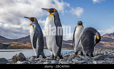 King Penguins Fortuna Bay Géorgie du Sud Banque D'Images