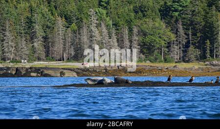 Phoques gris dans une rookerie protégée baignant le soleil sur une île rocheuse de barre de sable dans l'océan atlantique nord au large de la côte du maine. Banque D'Images