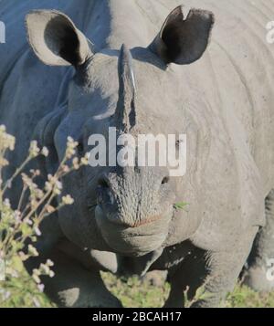 le rhinocéros indien en voie de disparition ou plus grand rhinocéros à une horne (rhinocéros unicornis) dans le parc national du kaziranga, ce parc est un site du patrimoine mondial de l'unesco Banque D'Images