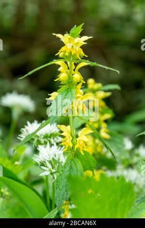 L'ortie commune, Lamium galeobdoloon Banque D'Images