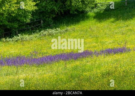 Allemagne, Bade-Wuerttemberg, Pfinztal, prairie à fleurs au printemps. Banque D'Images