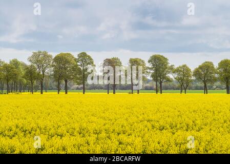 Suède, île Gotland, Romakloster, paysage avec fleurs jaunes, printemps Banque D'Images