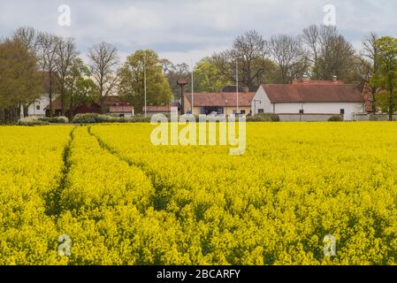 Suède, île Gotland, Romakloster, paysage avec fleurs jaunes, printemps Banque D'Images