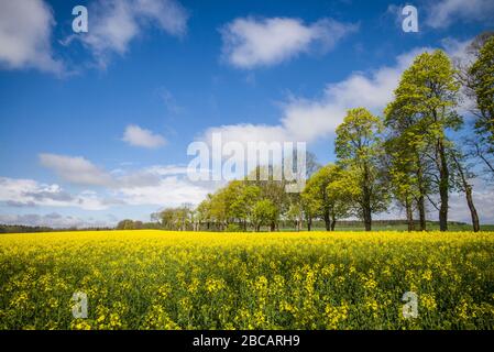 Suède, île Gotland, Romakloster, paysage avec fleurs jaunes, printemps Banque D'Images