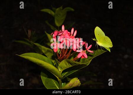 Papillon jaune sur une fleur d'Ixora dans un jardin dans la province du Cercle, République du Panama. Banque D'Images