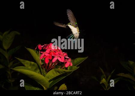 Jardin émeraude Hummingbird, Chlorostilbon assimillis, sur une fleur d'Ixora dans un jardin dans la province du Cercle, République du Panama. Banque D'Images