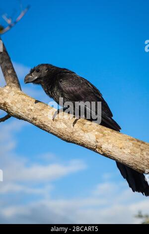 Ani à bec doux, Crotophaga ani, sur une succursale de Las Minas de Tulu dans la province du Cercle, République du Panama. Banque D'Images