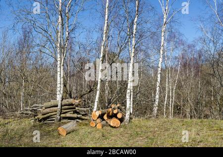 Des pieux de bois éclairés sur le sol dans une forêt Banque D'Images