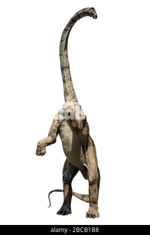 Portrait d'un herbivore brun brontosaurus debout isolé sur fond blanc. Banque D'Images