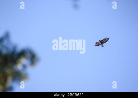 Photo de mise au point sélective. Oiseau buzzard commun, Buteo buteo vole au-dessus de la forêt. Banque D'Images