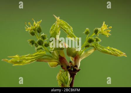 L'érable de campagne, Acer campestre, au début du printemps, alors que les fleurs s'ouvrent et que les feuilles se défurent. Banque D'Images