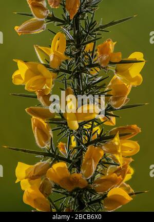 Pic de floraison de Gorse, Ulex europaeus, au début du printemps. Banque D'Images