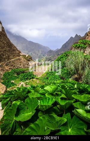 Paul Valley paysage dans l'île de Santo Antao, Cap-Vert, Afrique Banque D'Images