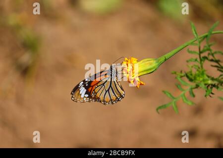 Un papillon monarque nourrissant jus de fleur de marigold jaune contre des points de mise au point sélective arrière-plan Banque D'Images