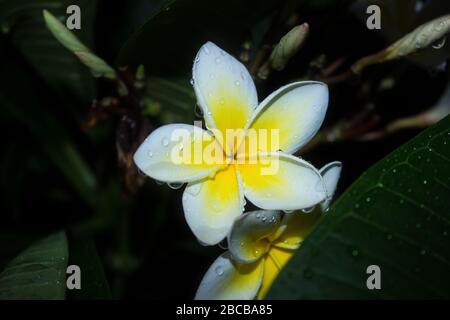 Une seule fleur de Frangipani, Plumeria obtuse, recouverte de gouttelettes d'eau, avec un fond sombre Banque D'Images