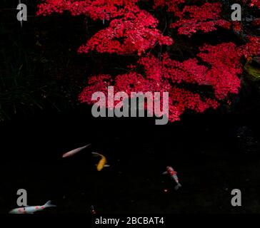 Étang de poisson Koi en automne Banque D'Images