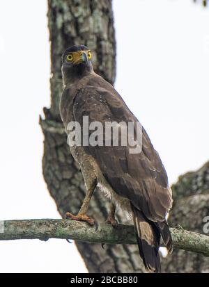 Un Aigle Serpent de Crested perché sur une branche du parc national de Nagarhole, Kabini Karnataka, Inde Banque D'Images