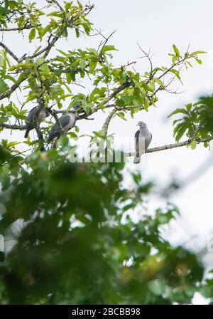 Quelques Pigeons impériaux verts reposant sur un arbre au parc national de Nagarhole, Kabini, Karnataka, Inde Banque D'Images