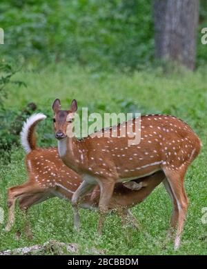 Une femelle de cerf tacheté qui se nourrit de son frai au parc national de Nagarhole, Kabini, Karnataka, Inde Banque D'Images