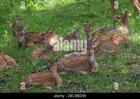 Un troupeau de cerfs tachetées se reposant dans la forêt du parc national de Nagarhole, Kabini, Karnataka, Inde Banque D'Images