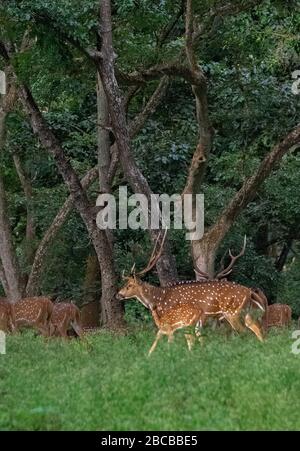 Un cerf à pois stag au parc national de Nagarhole, Kabini, Karnataka, Inde Banque D'Images