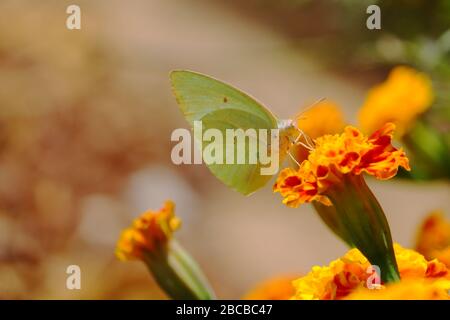 Un jus de papillon nourrissant de fleur de marigold jaune sur le jardin en Inde Banque D'Images