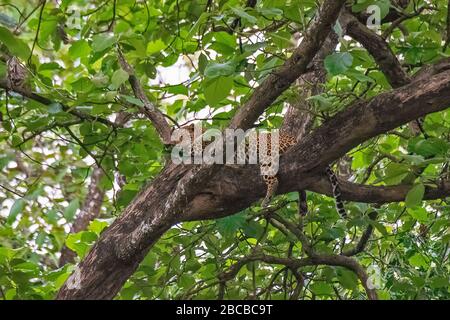 Un léopard reposant sur une branche d'un arbre au parc national de Nagarhole, Kabini, Karnataka, Inde Banque D'Images