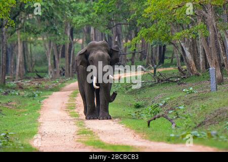 Un Tusker sur la piste de safari au parc national de Nagarhole, Kabini, Karnataka, Inde Banque D'Images