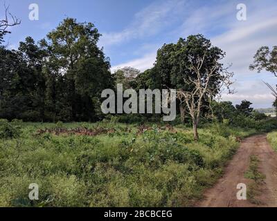 Un troupeau de cerfs tacheés sur la route dans le parc national de Nagarhole, Kabini, Karnataka, Inde Banque D'Images