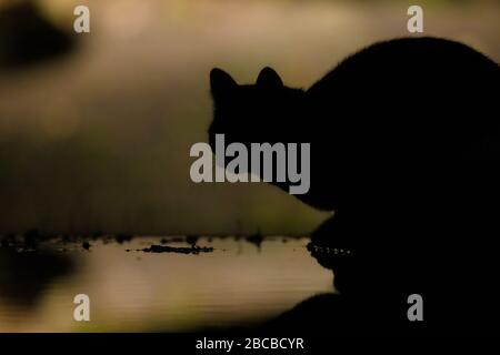 Chat domestique (Felis silyländles catus) chasse dans le jardin la nuit. Les chats domestiques tuent des millions de souris et d'oiseaux par année. Cause d'une ecologique majeure Banque D'Images