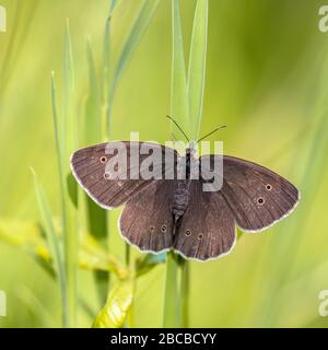 Ringlet papillon (Aphantopus hyperantus) reposant sur l'herbe avec un fond vert vif Banque D'Images