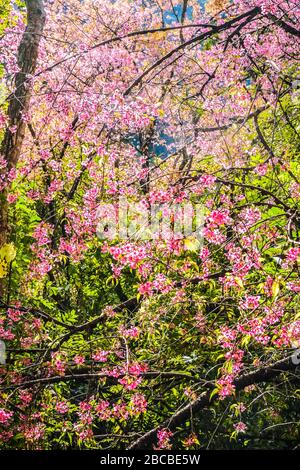 Fleur rose cerise sauvage de l'Himalaya avec fond forestier Banque D'Images