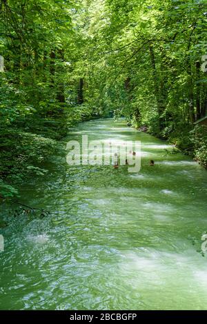 Nager dans la rivière Eisbach, jardin anglais, Munich, Bavière, Allemagne Banque D'Images