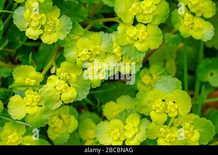 Arrière-plan de printemps avec de belles fleurs Banque D'Images