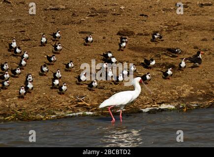 Un spoonbill africain se démène devant un troupeau reposant de Skimmers. Chaque espèce possède un bec spécialement adapté à une technique d'alimentation spécifique Banque D'Images