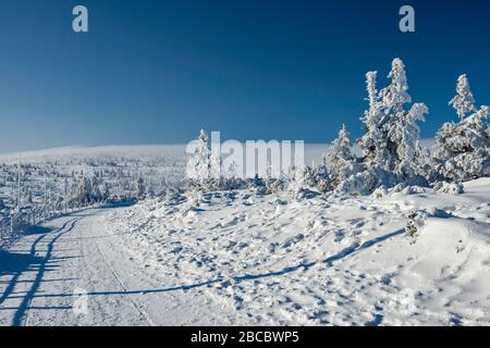 Sentier à Karkonosze (Krkonose) en hiver, culture du pin et de l'épinette de montagne, chaîne de montagnes des Sudètes, parc national de Karkonosze, Basse-Silésie, Pologne Banque D'Images