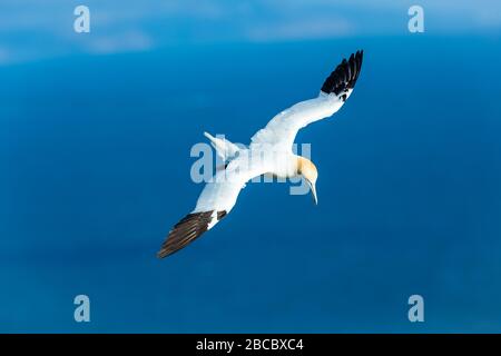 Gannet, un Gannet du Nord (Nom scientifique : Morus bassanus) volant au-dessus des falaises de Bempton, dans le Yorkshire. Large envergure et fond bleu propre. Banque D'Images