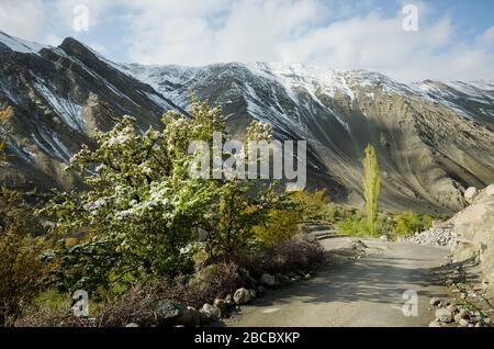 Arbres enneigés et maisons traditionnelles dans la vallée de Shan, dans la chaîne de montagnes sèches de Leh Ladakh, en Inde Banque D'Images