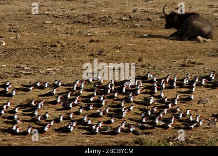 Un troupeau de skimmers africains repose à proximité des rives de la Manche Kazinga. Ces oiseaux sont liés aux sternes et ont des maniables inférieurs adaptés de façon unique Banque D'Images