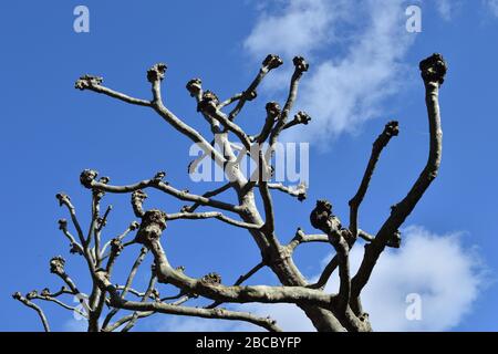 Arbre sans feuilles contre un ciel bleu avec nuages en arrière-plan Banque D'Images