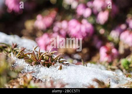 Plantes qui poussent sous la neige sur un fond flou de fleurs roses dans un jardin printanier Banque D'Images