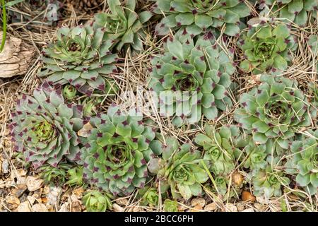 Gros plan sur Sempervivum - houseleeeeks croissant parmi les aiguilles de pin déchue dans une rockery au Royaume-Uni Banque D'Images