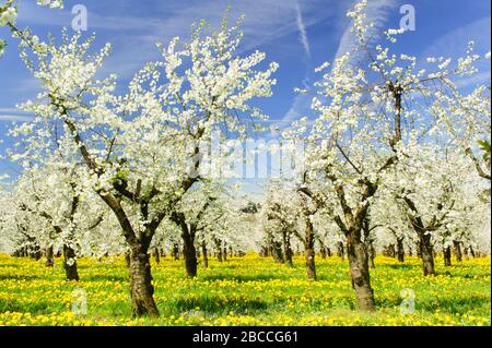 fleurs de pommiers au printemps sur le terrain Banque D'Images