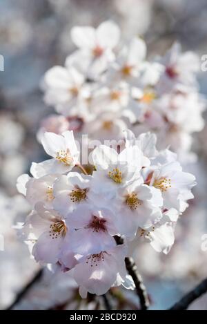 Les fleurs de cerisier à Chofu-shi, Tokyo, Japon Banque D'Images